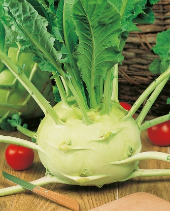Picture of Kohl Rabi Superschmelz